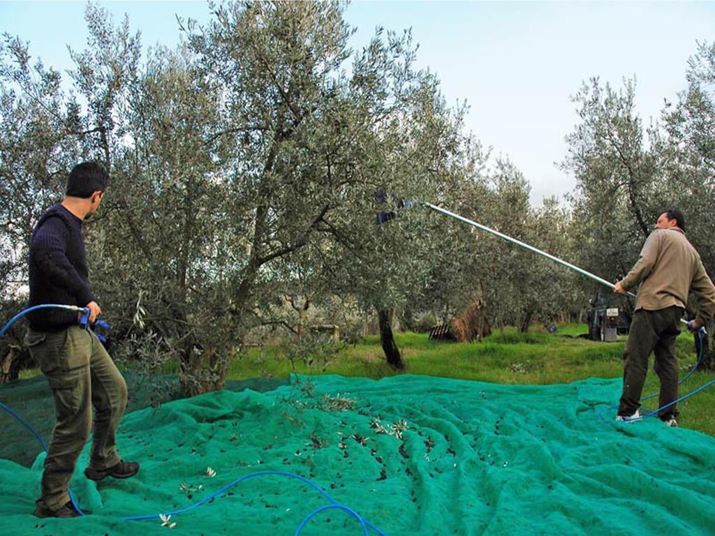 Agriturismo Borgo Dell'Aschetto Marina di Cerveteri Oda fotoğraf